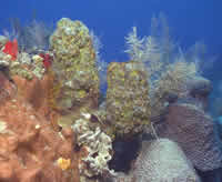 Scuba Diving Dubai